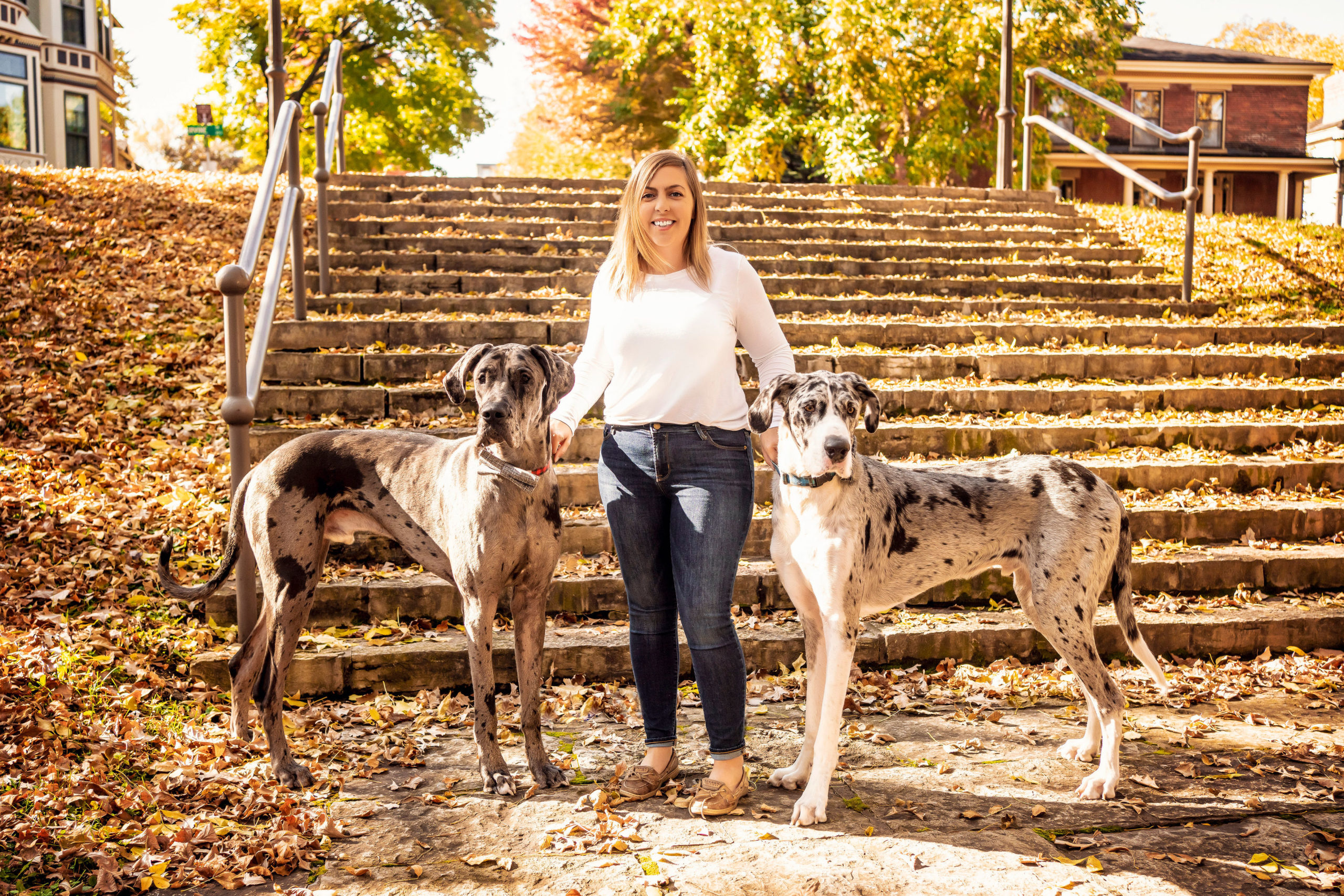 Great Dane Rescue Midwestblog Posts - tqt1v76