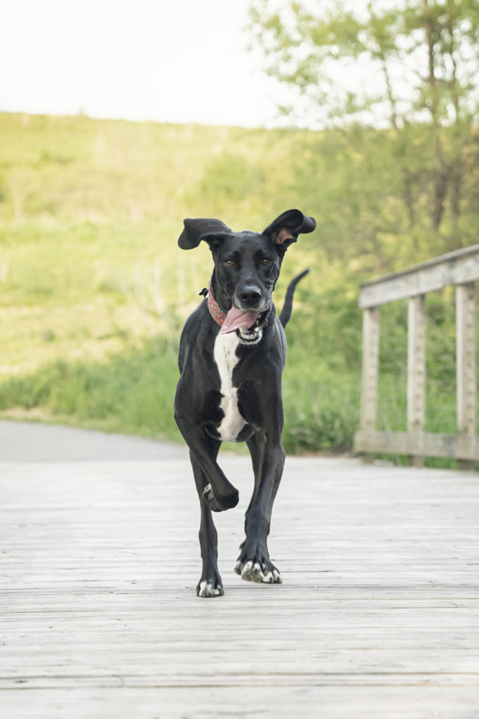 your rescue dog enjoying life