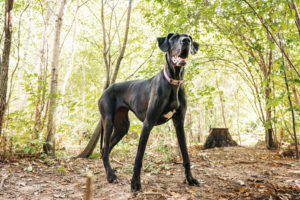 Your Rescue Dog