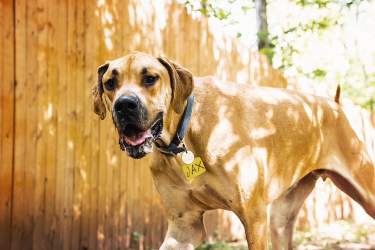 Bloat In Great Danes