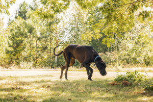 About Great Danes