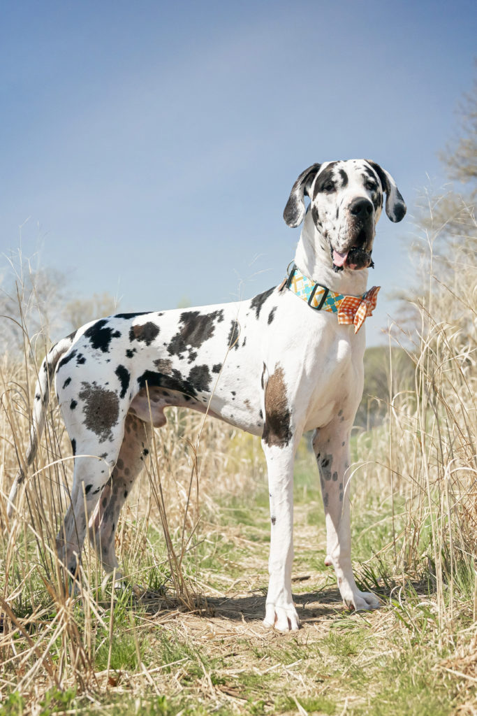 is a great dane right for you?