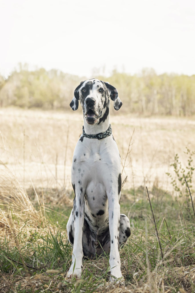 raw fed Great Dane