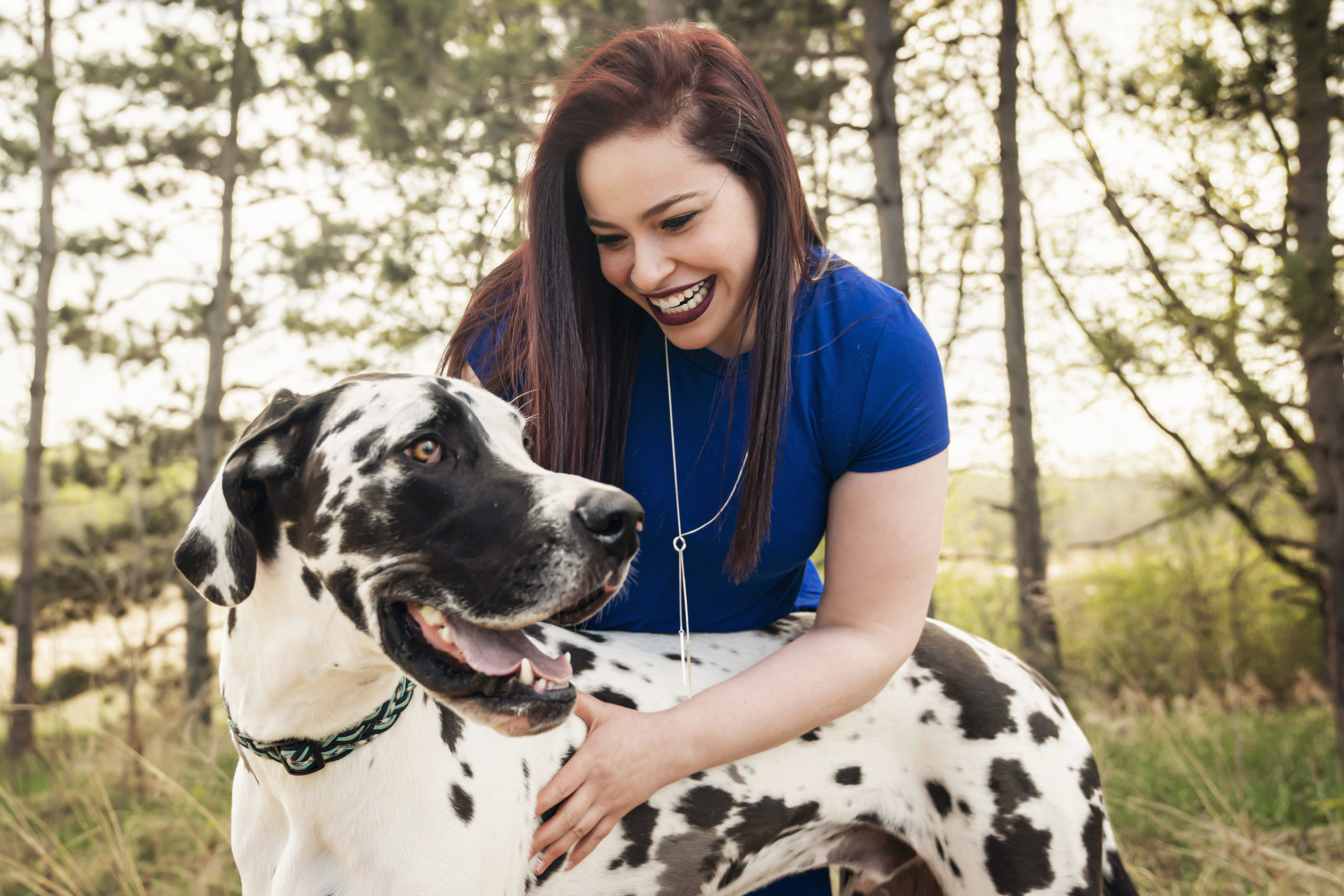 Adopt A Great Dane Great Dane Rescue of MN/WI