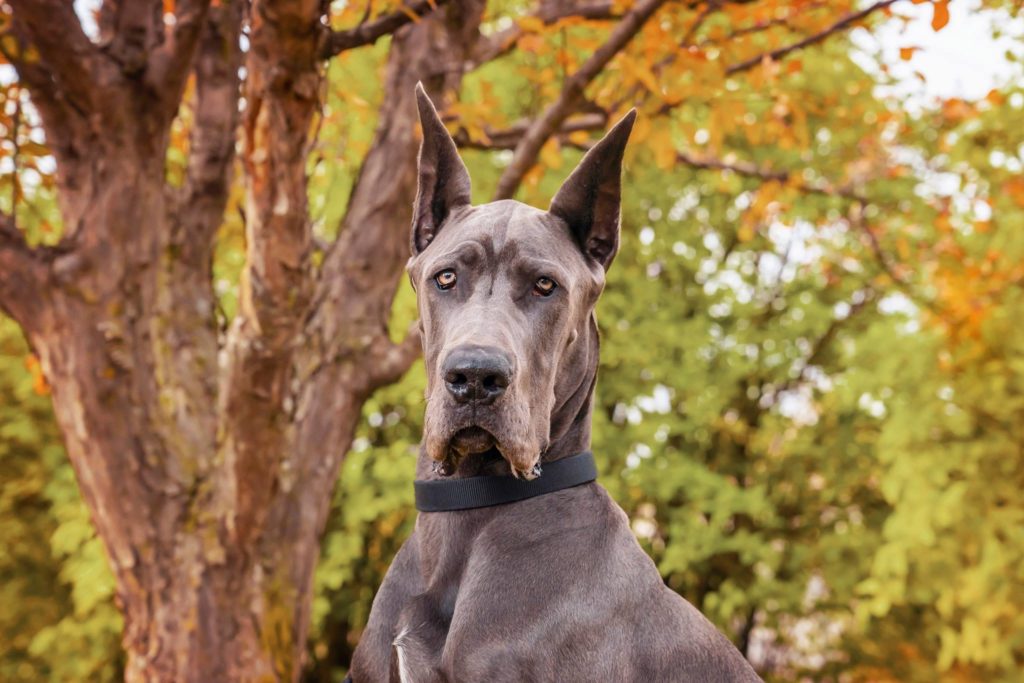 great dane aggression training