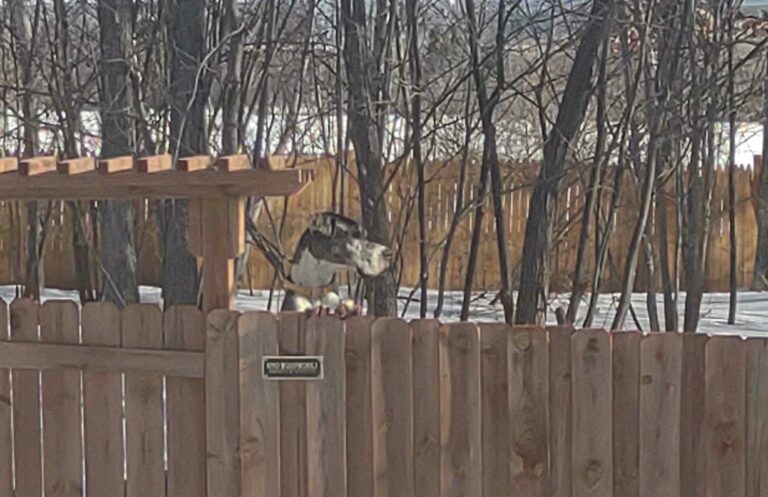 Anticipating Spring at the Great Dane Sanctuary