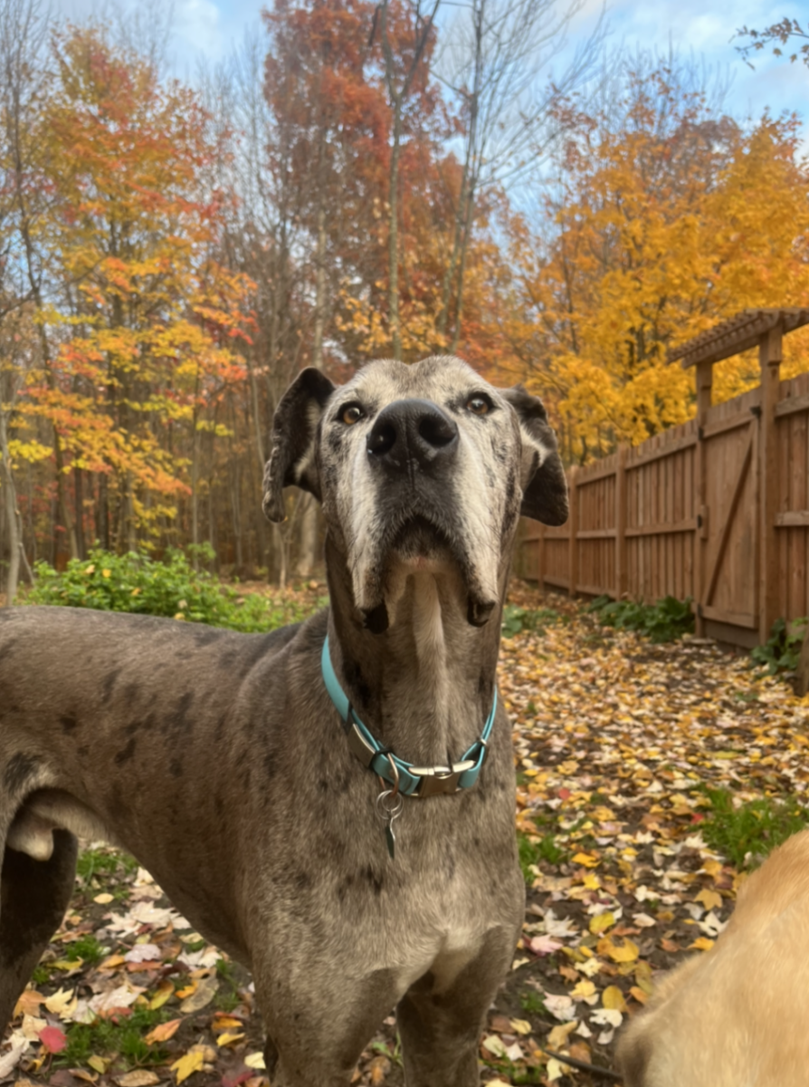 Carson's Story Great Dane Rescue of MN/WI