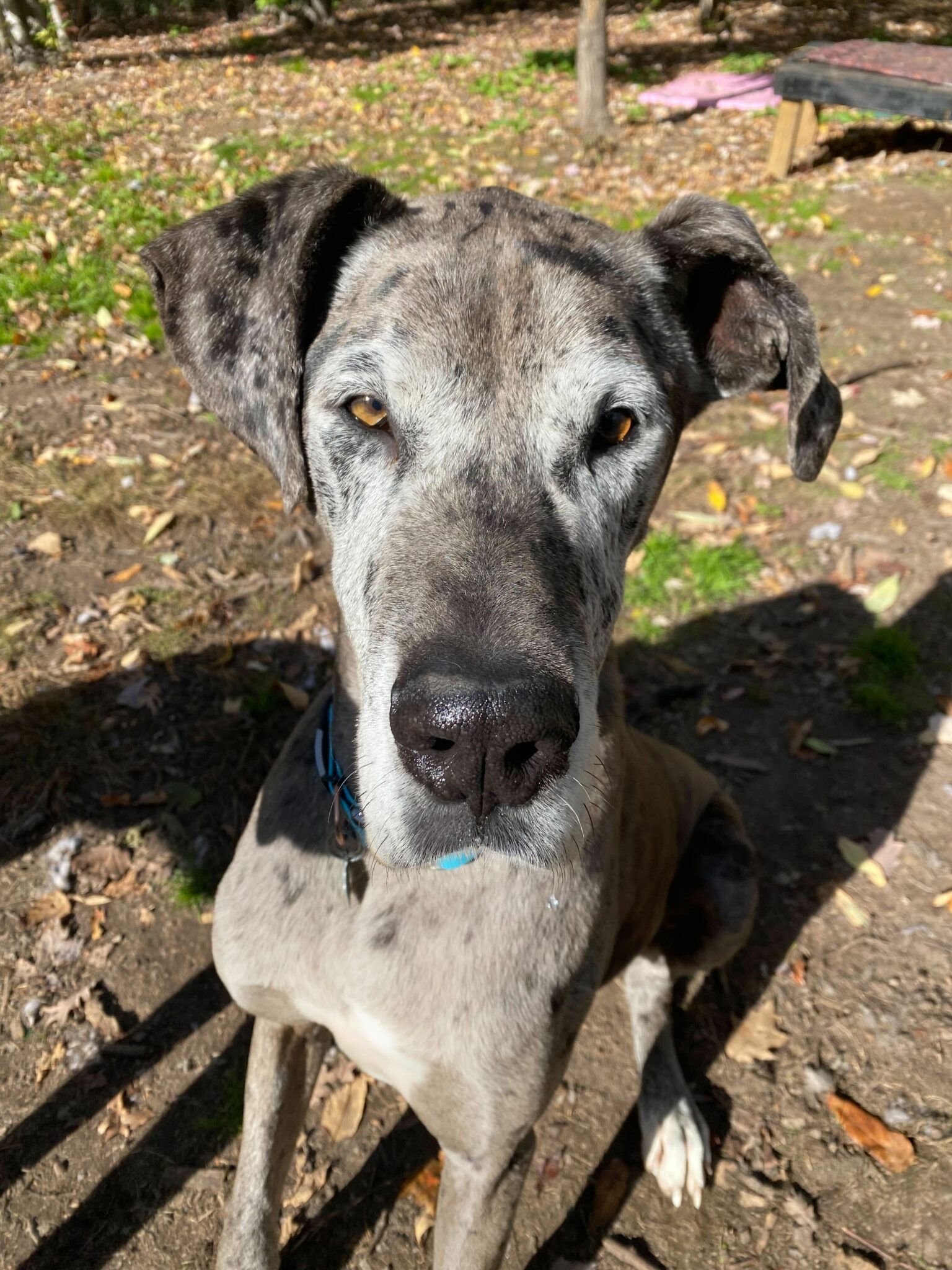 Carson's Story Great Dane Rescue of MN/WI
