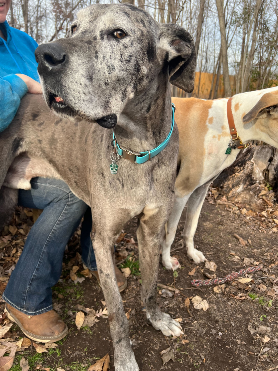 Carson's Story Great Dane Rescue of MN/WI