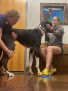 Advocating for Your Dog at the Vet’s Office