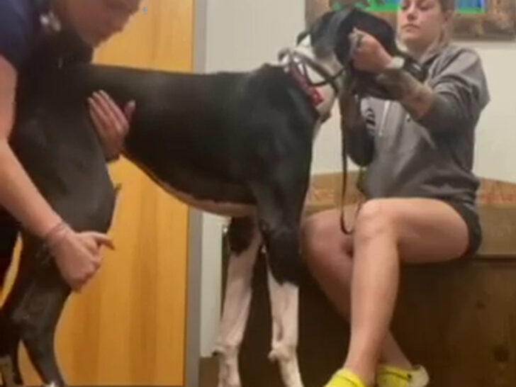 Advocating for Your Dog at the Vet’s Office